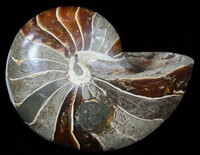 Large, Polished Nautilus Fossil - Madagascar #51678